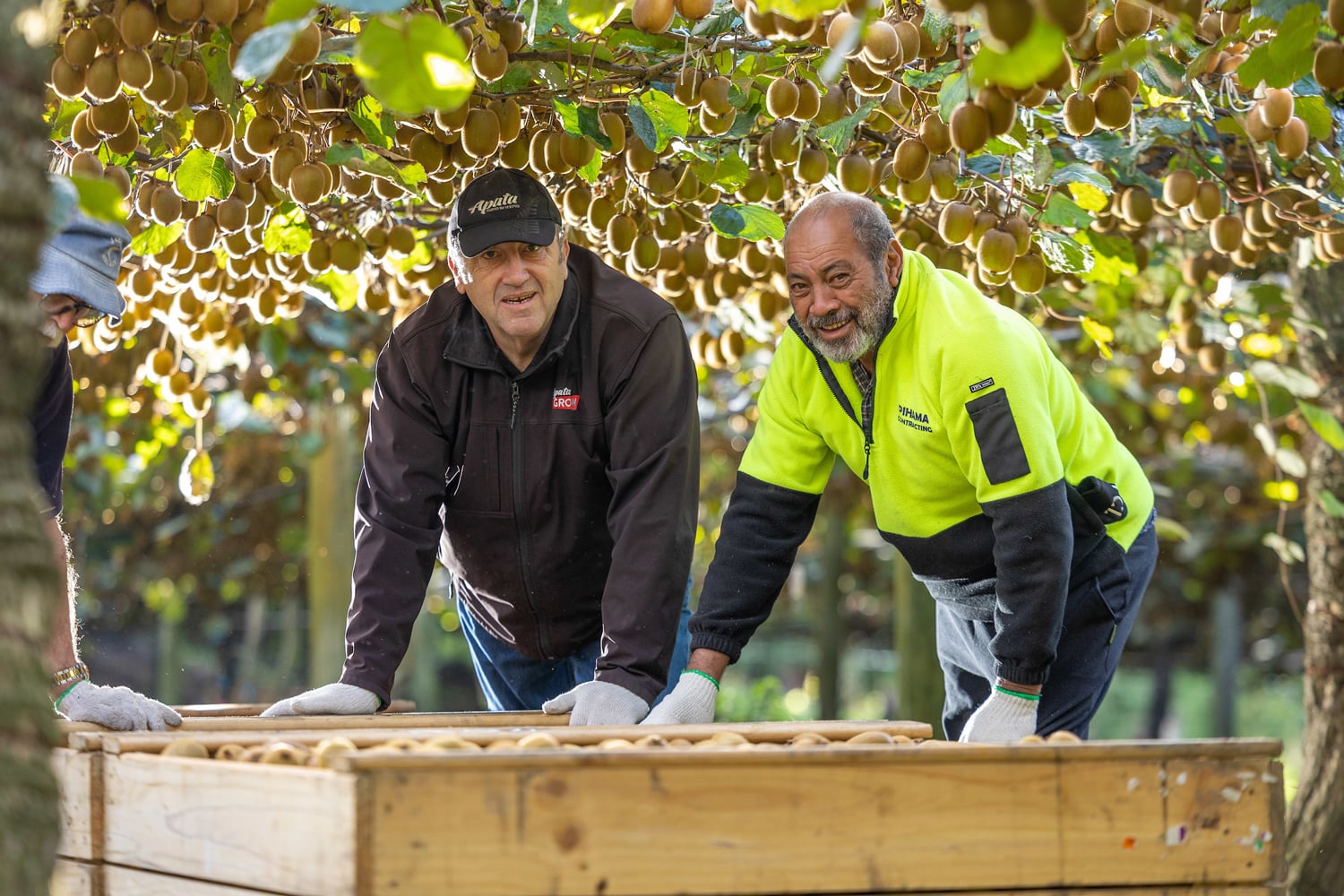 Two workers under kiwifruit vines at Paengaroa North K block.